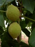 Juglans nigra