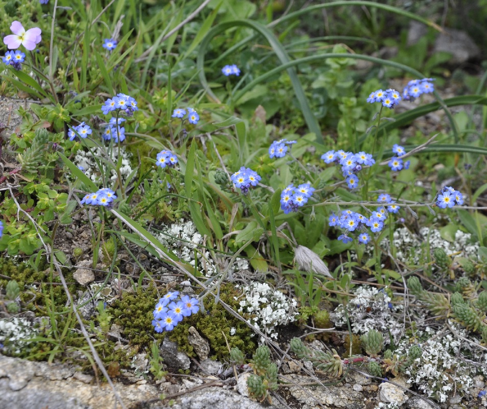 Изображение особи Myosotis cadmea.