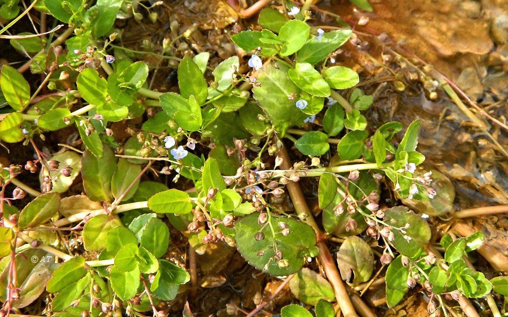 Image of Veronica beccabunga specimen.