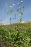 Knautia involucrata. Цветущее растение. Адыгея, Кавказский биосферный заповедник, гора Гузерипль, субальпийский луг на вершине горы, ≈ 2150 м н.у.м. 26.07.2015.