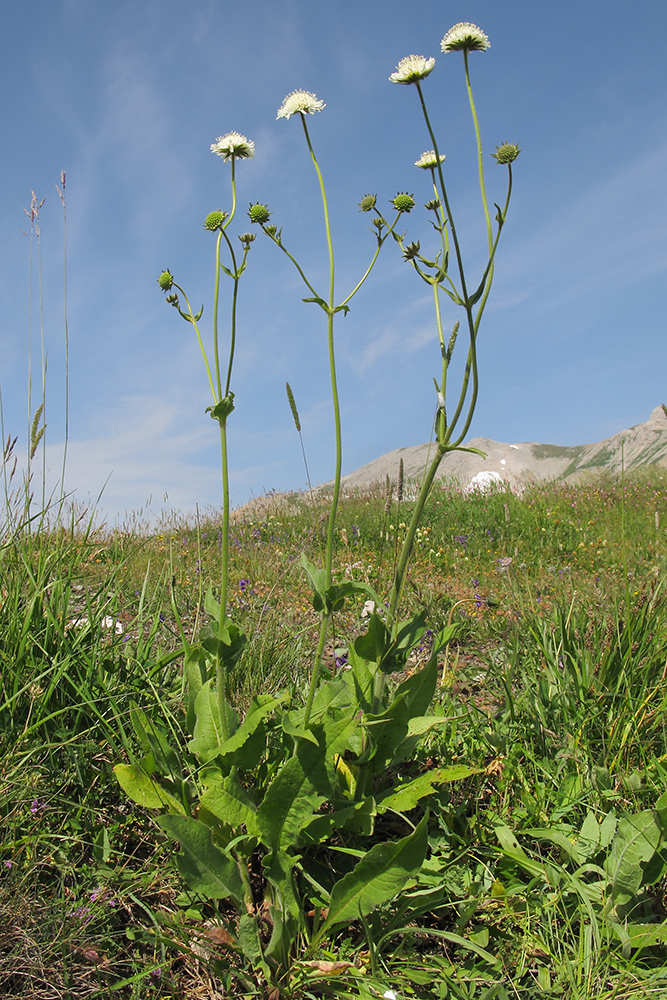 Image of Knautia involucrata specimen.