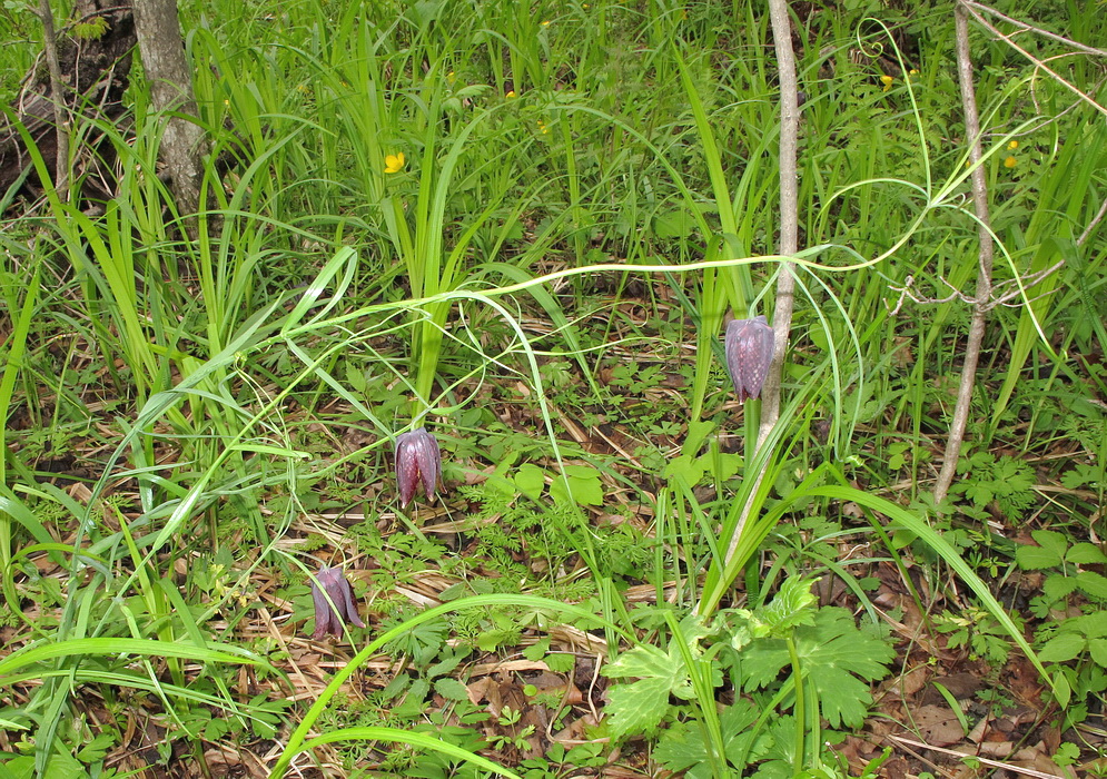 Изображение особи Fritillaria ussuriensis.