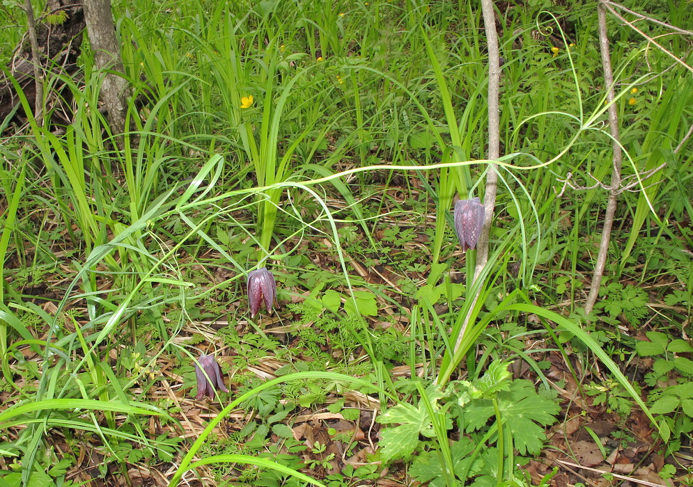 Image of Fritillaria ussuriensis specimen.