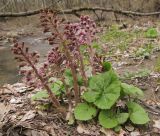 Petasites hybridus