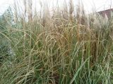 Cortaderia selloana. Плодоносящие растения. Краснодарский край, г. Сочи, Лазаревский р-н, пос. Дагомыс, в культуре. 29.03.2016.