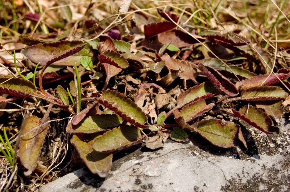 Image of Veronica spicata ssp. bashkiriensis specimen.