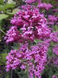 Centranthus ruber. Верхушка растения с соцветиями. Испания, автономное сообщество Каталония, провинция Жирона, комарка Баш Эмпорда, муниципалитет Калонже, заброшенный сад. 24.04.2016.