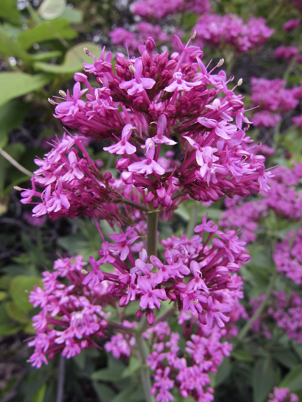 Изображение особи Centranthus ruber.