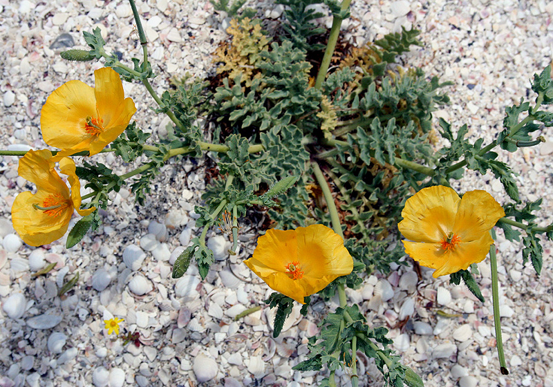 Изображение особи Glaucium flavum.