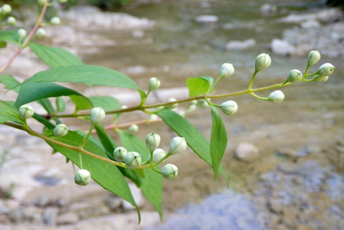 Изображение особи Philadelphus caucasicus.