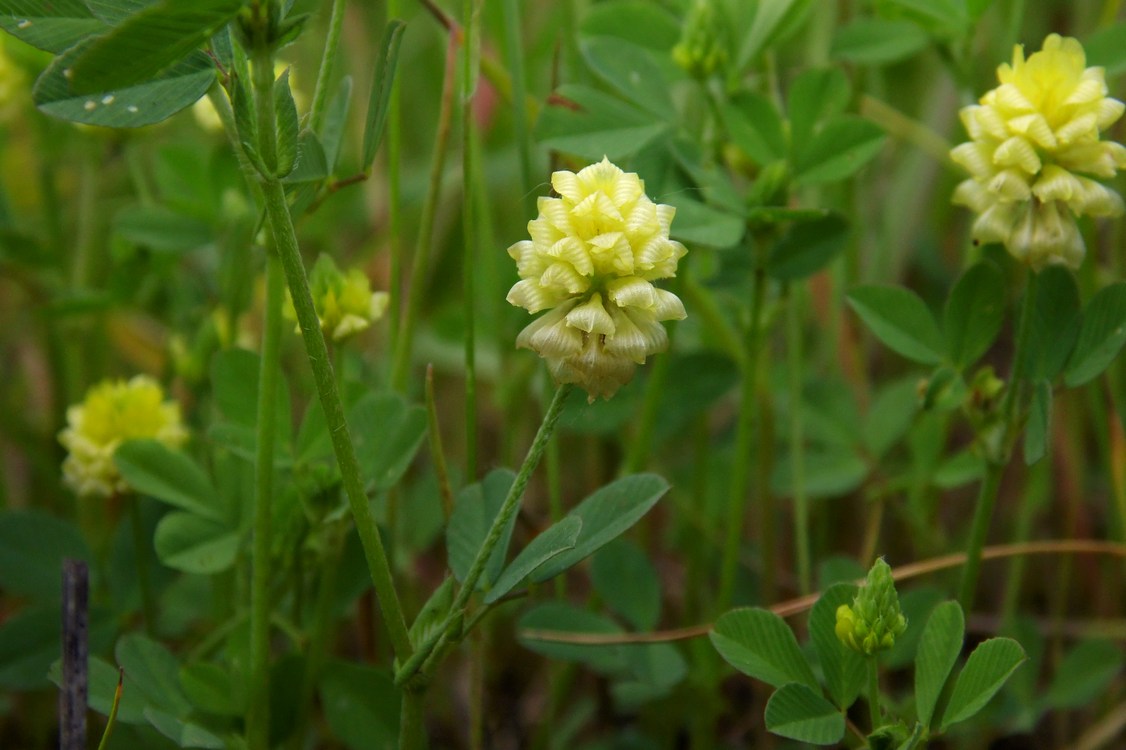 Image of Trifolium campestre specimen.