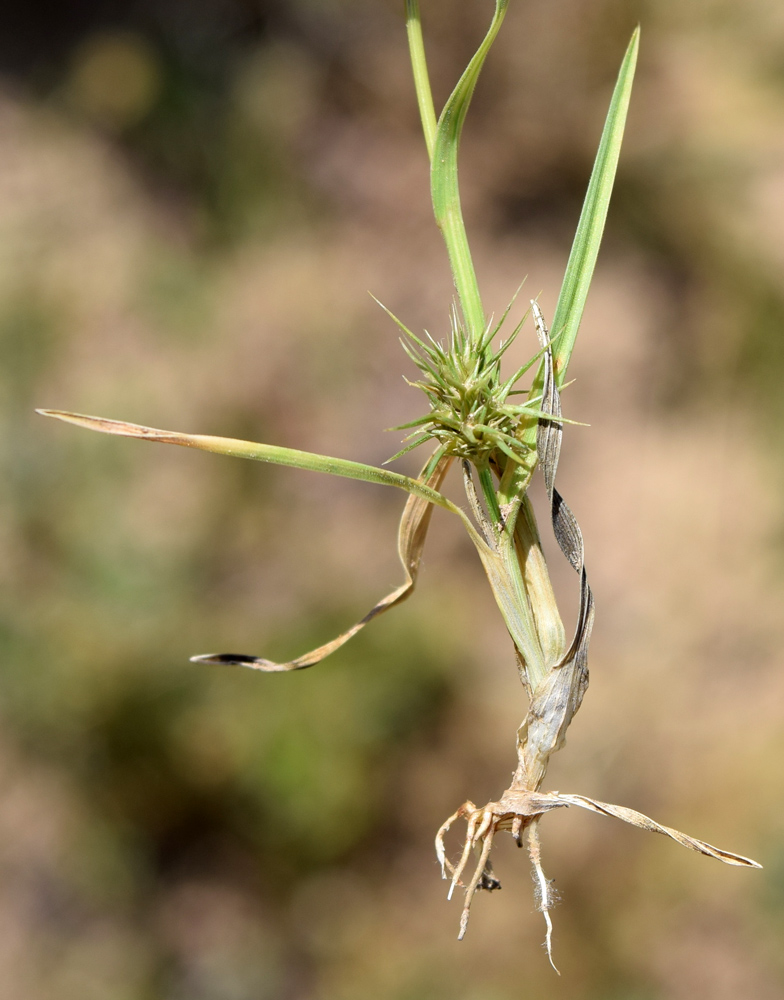 Изображение особи Echinaria capitata.