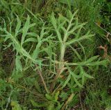 Eryngium campestre