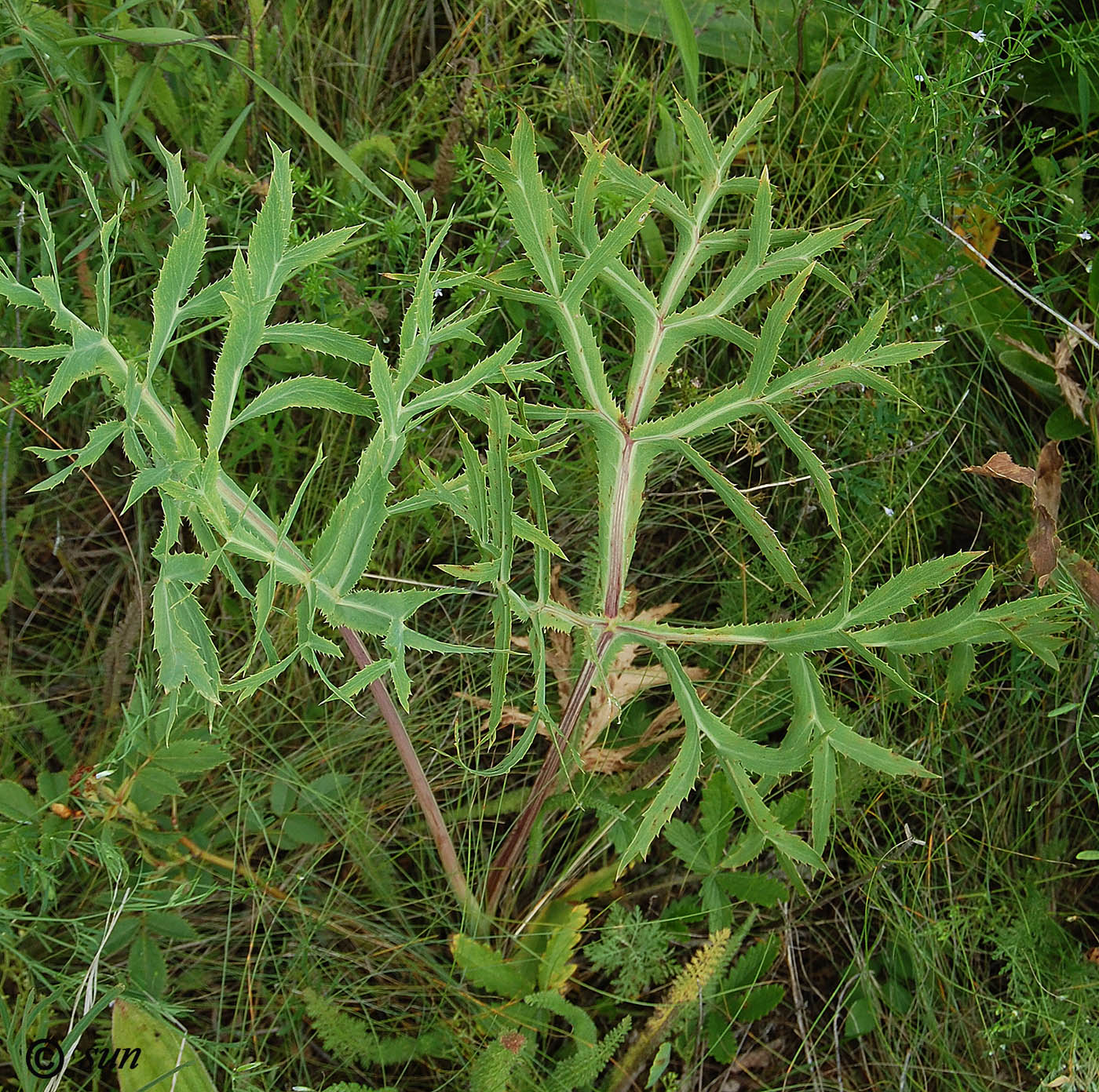 Изображение особи Eryngium campestre.