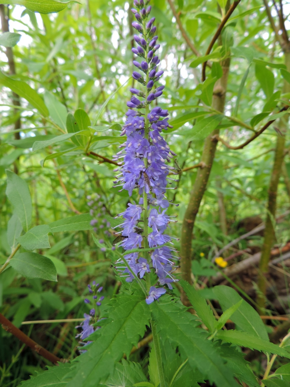 Изображение особи Veronica longifolia.