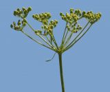 Petroselinum crispum