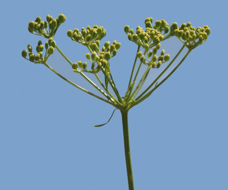 Image of Petroselinum crispum specimen.
