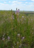 Astragalus sulcatus. Верхушки цветущих растений. Нижегородская обл., Починковский р-н, окр. с. Новоспасское, урочище Кожекладка, обочина автомобильной дороги Починки - Большое Маресево. 20 июня 2010 г.