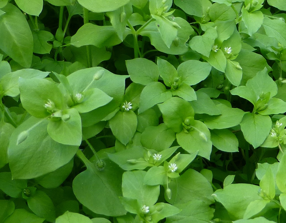 Image of Stellaria media specimen.