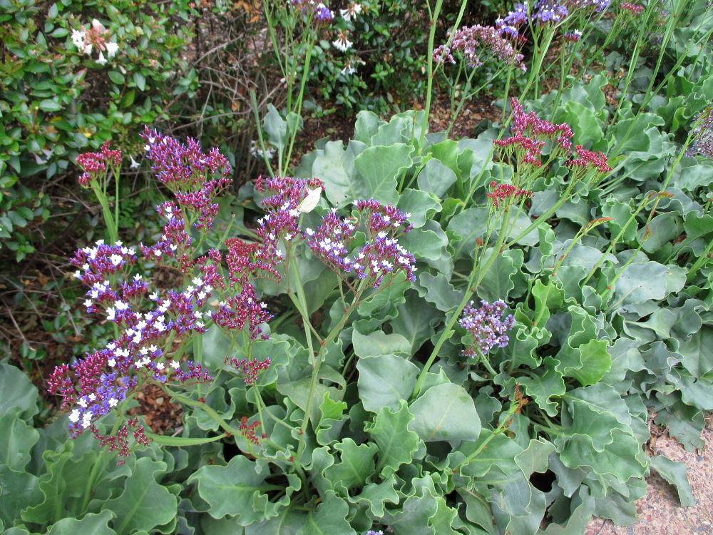 Image of Limonium perezii specimen.