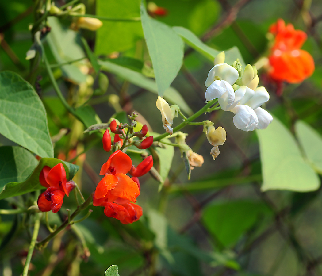 Изображение особи Phaseolus coccineus.