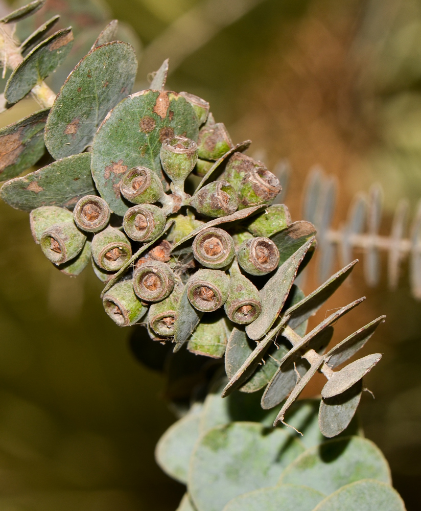 Изображение особи Eucalyptus kruseana.