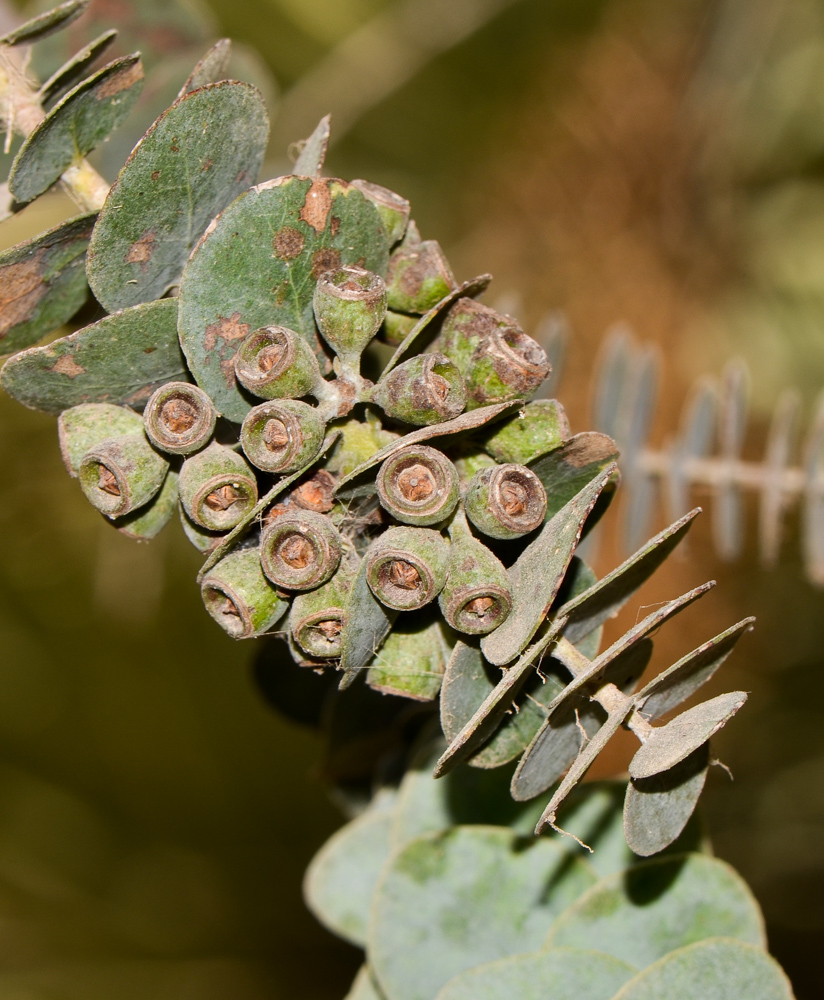 Image of Eucalyptus kruseana specimen.