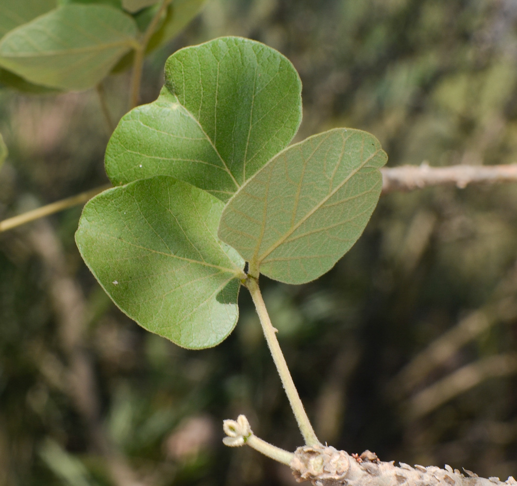 Image of Erythrina abyssinica specimen.