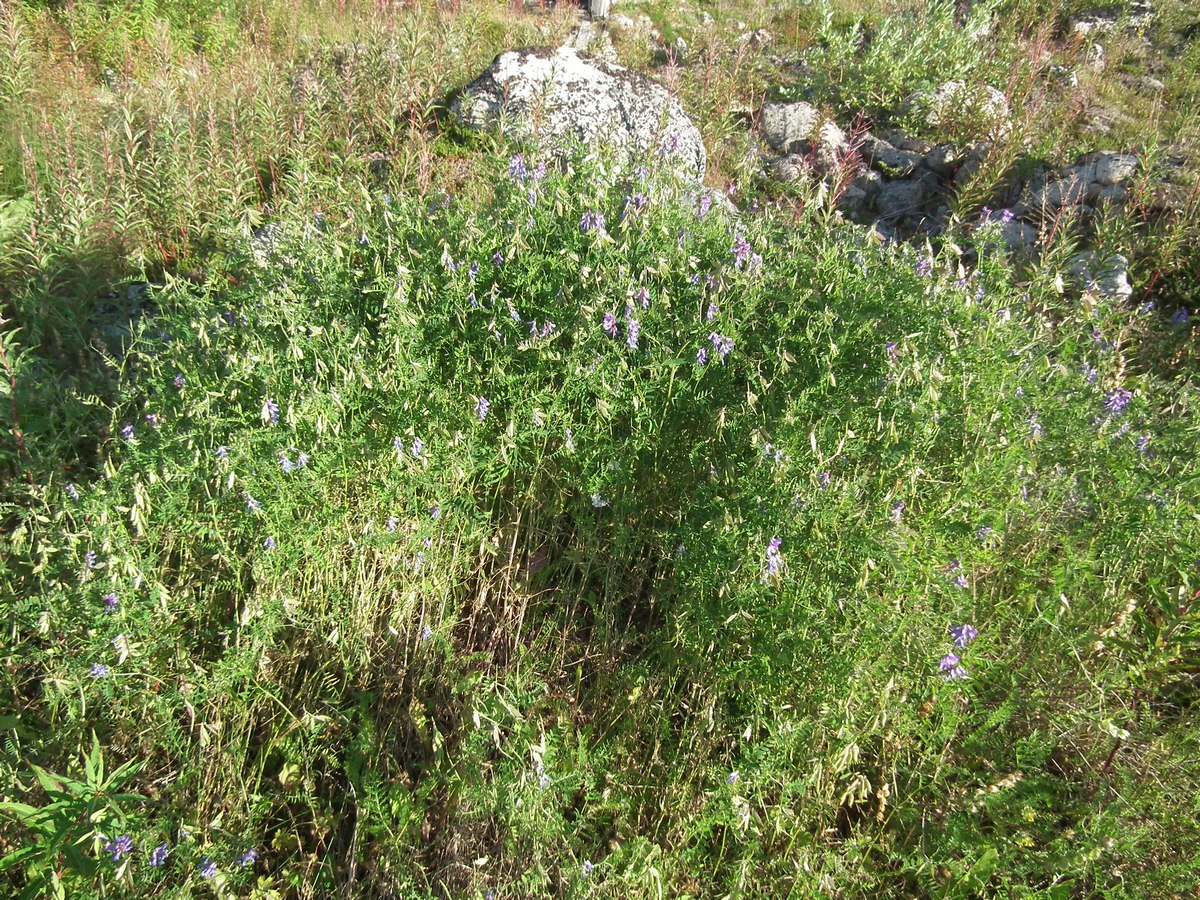 Изображение особи Vicia cracca.