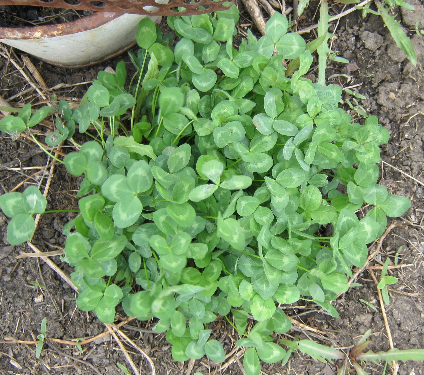 Image of Trifolium pratense specimen.