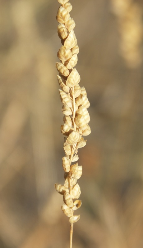 Image of Brizochloa humilis specimen.