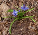 Scilla bifolia