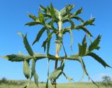 Eryngium campestre