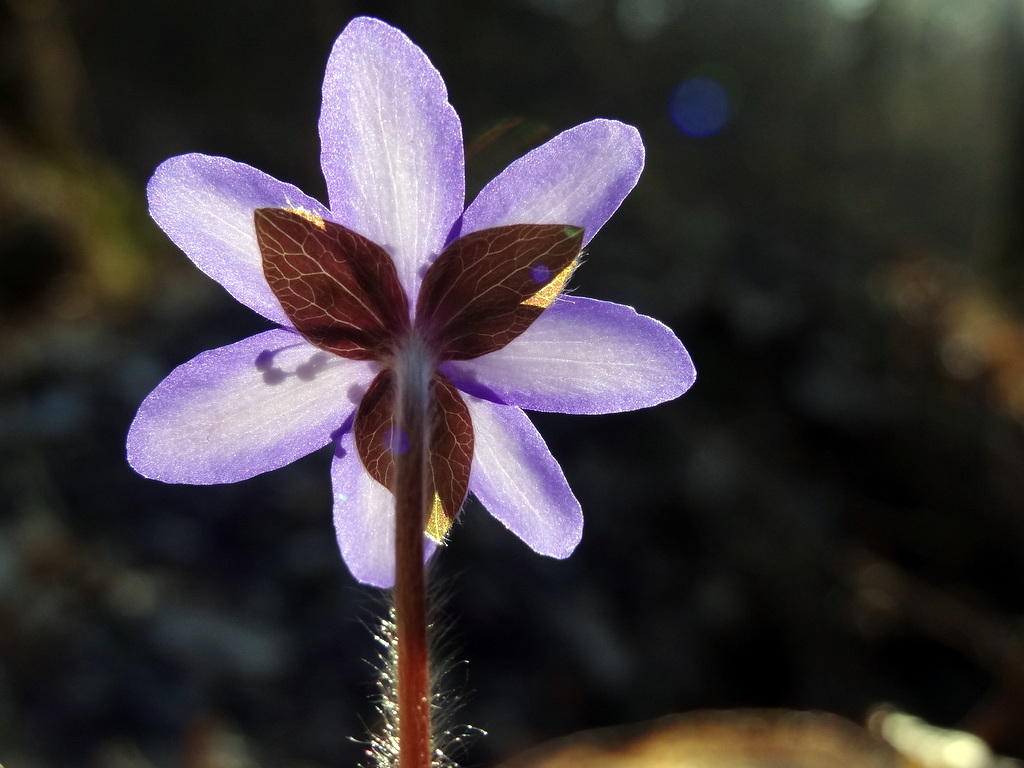 Изображение особи Hepatica nobilis.