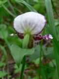 Cypripedium guttatum