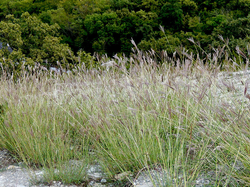 Image of Bothriochloa ischaemum specimen.