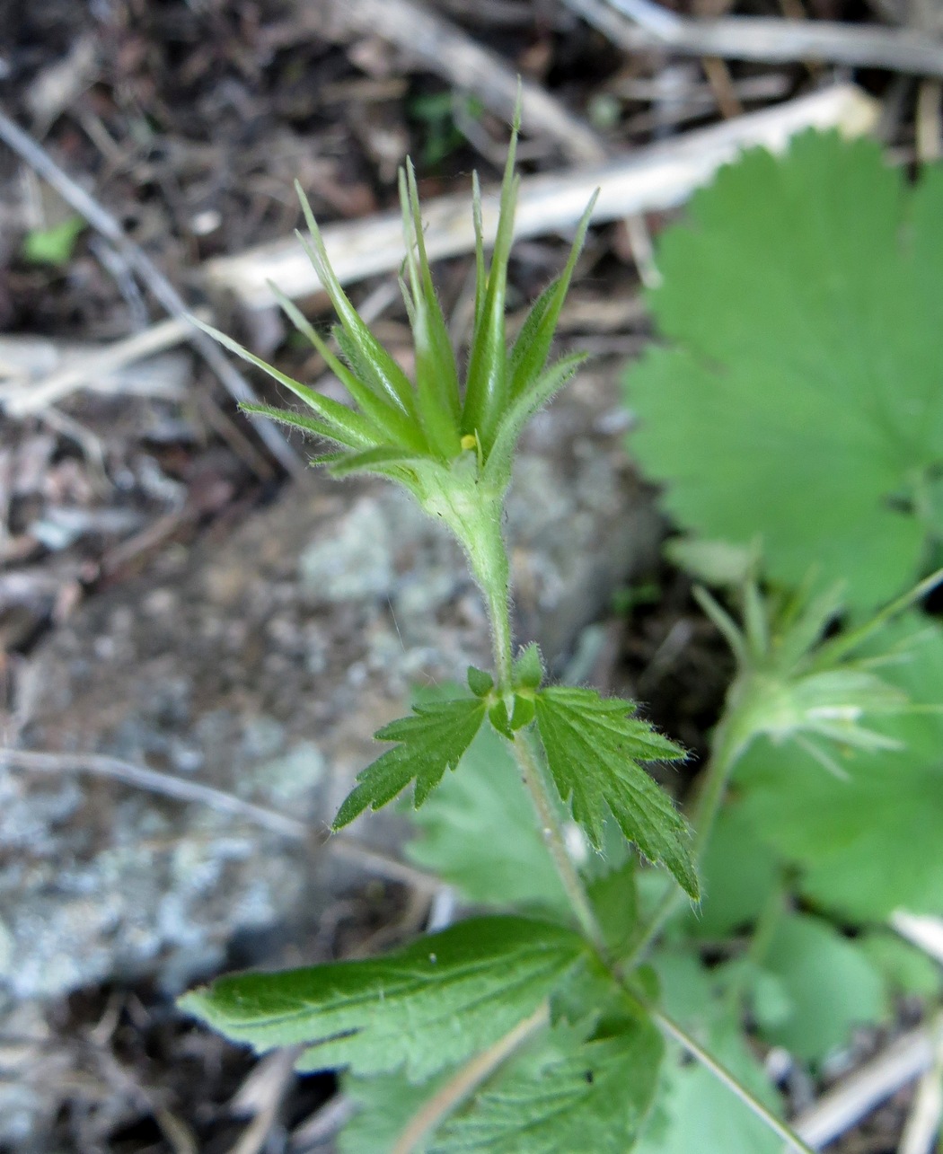 Изображение особи Orthurus heterocarpus.