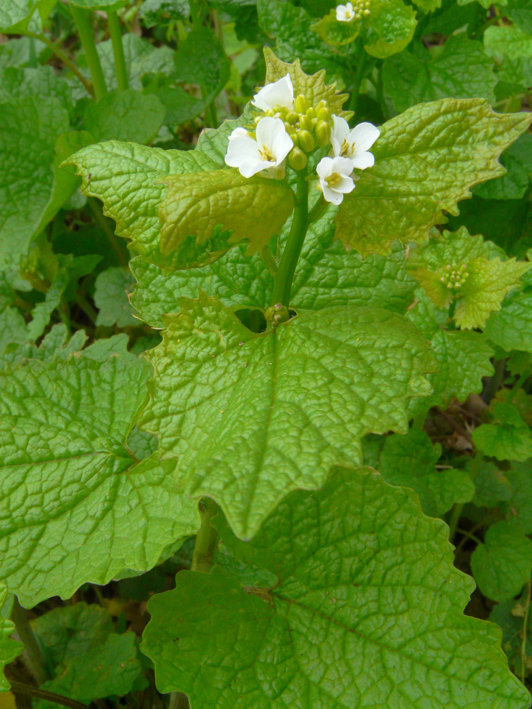 Image of Alliaria petiolata specimen.