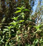 Urtica dioica. Часть растения с вызревшими соплодиями и боковыми зацветающими побегами. Восточный Казахстан, Уланский р-н, окр. с. Украинка. 02.09.2016.