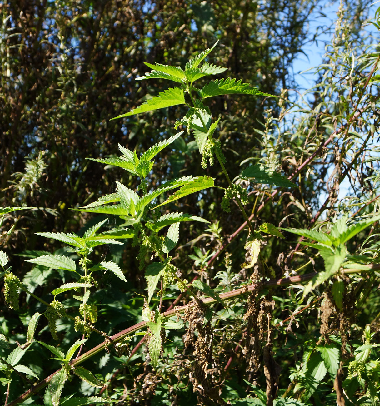 Изображение особи Urtica dioica.