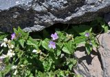Epilobium algidum. Верхушки цветущих растений. Кабардино-Балкария, Эльбрусский р-н, пик Терскол, ≈ 2700 м н.у.м., каменистый склон. 14.07.2016.