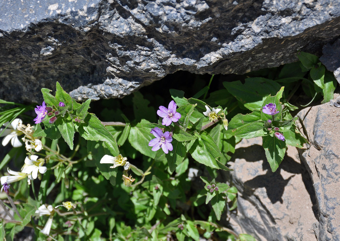 Изображение особи Epilobium algidum.