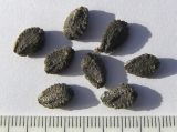 Ibicella lutea