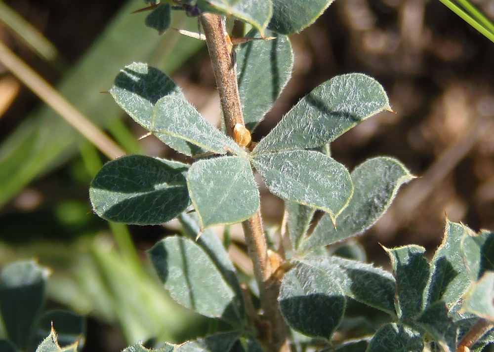 Image of Caragana mollis specimen.