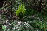 Abies sibirica