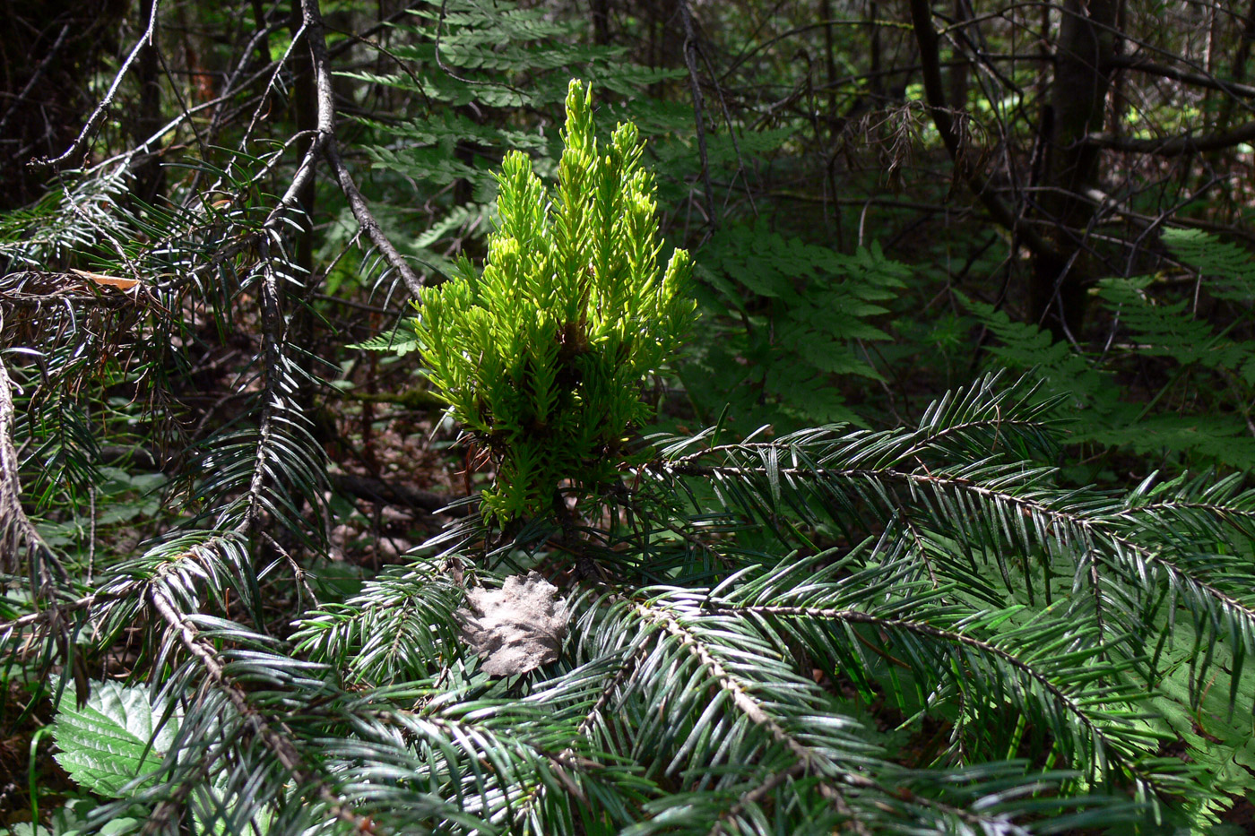 Изображение особи Abies sibirica.