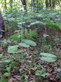 Ligularia fischeri. Молодое растение. Амурская обл., Бурейский р-н, окр. с. Виноградовка, дубовый лес. 15.07.2016.