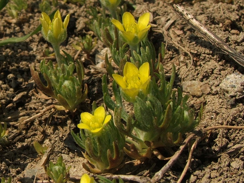 Image of Ceratocephala incurva specimen.