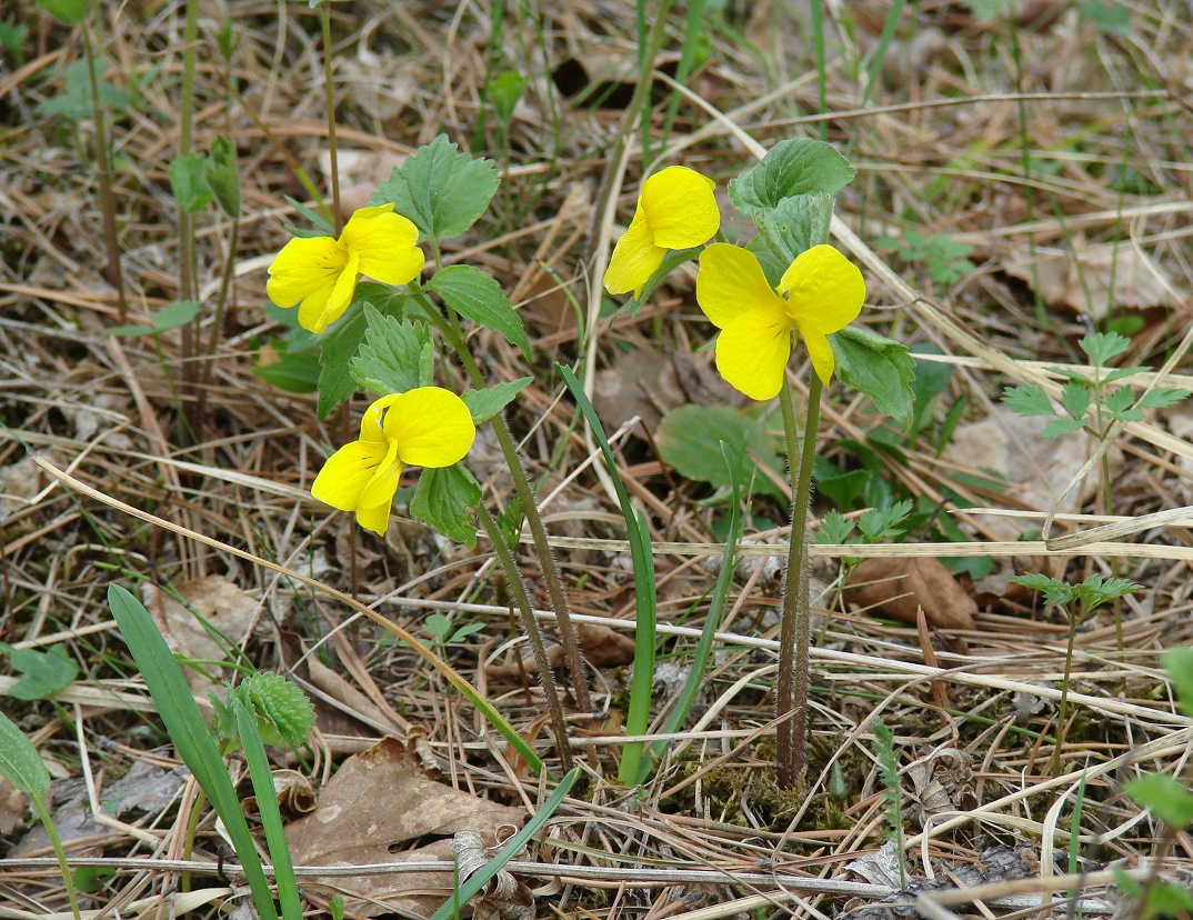 Image of Viola uniflora specimen.