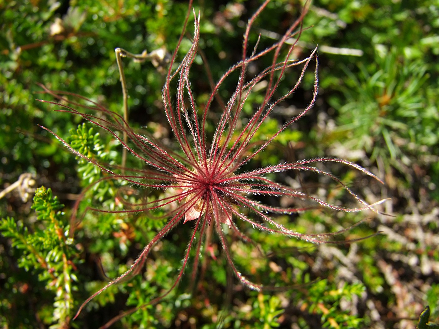 Image of Sieversia pusilla specimen.